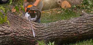 Long Grove, IA Tree Services Company