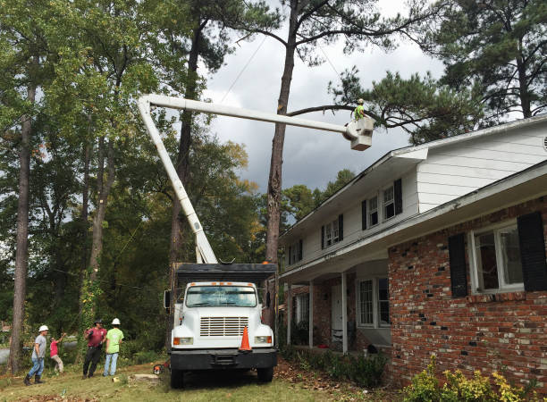 How Our Tree Care Process Works  in  Long Grove, IA